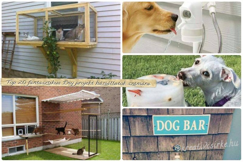 Top 20 fantasztikus DIY projekt háziállatok számára 2