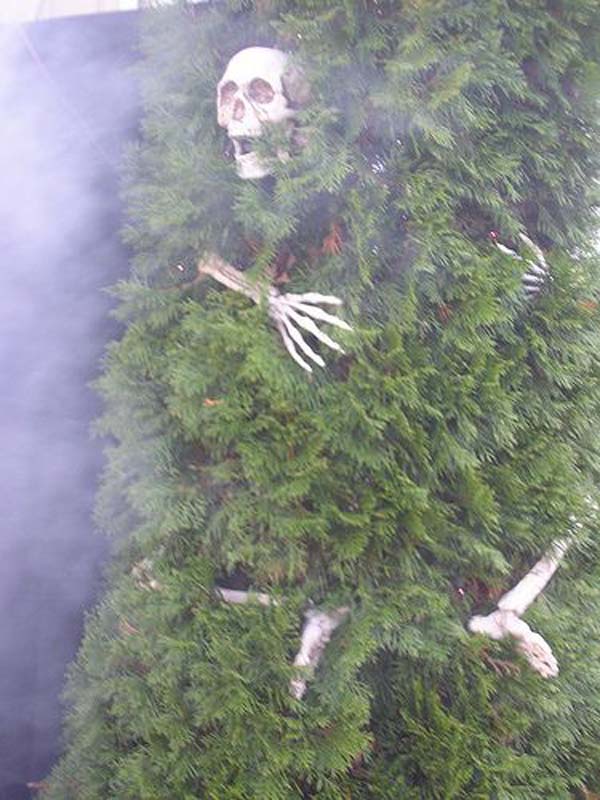 1. Csontváz a fába burkolódzva