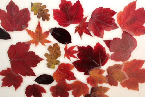 6. Falevél hűtőmágnes